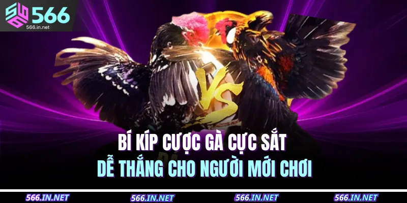 Bí kíp cược gà cực sắt dễ thắng cho người mới chơi