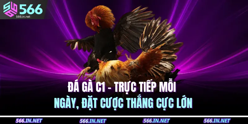 Đá Gà C1 – Trực Tiếp Mỗi Ngày, Đặt Cược Thắng Cực Lớn