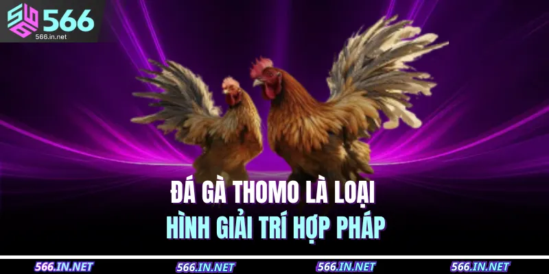 Đá gà Thomo là loại hình giải trí hợp pháp