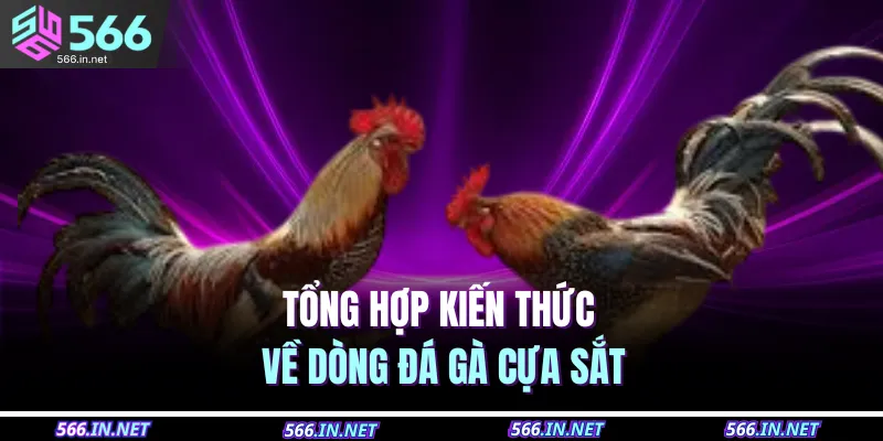 Tổng hợp kiến thức về dòng đá gà cựa sắt